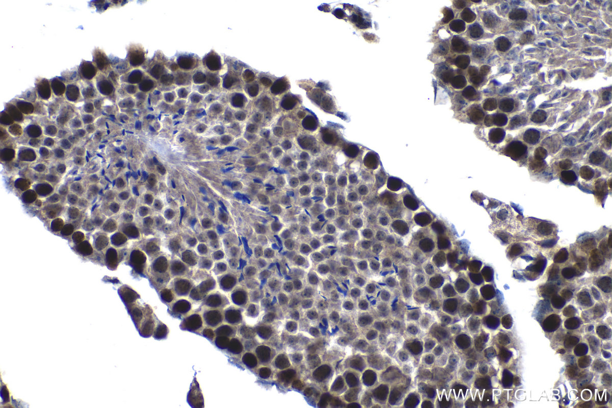Immunohistochemical analysis of paraffin-embedded mouse testis tissue slide using KHC1209 (MCM2 IHC Kit).
