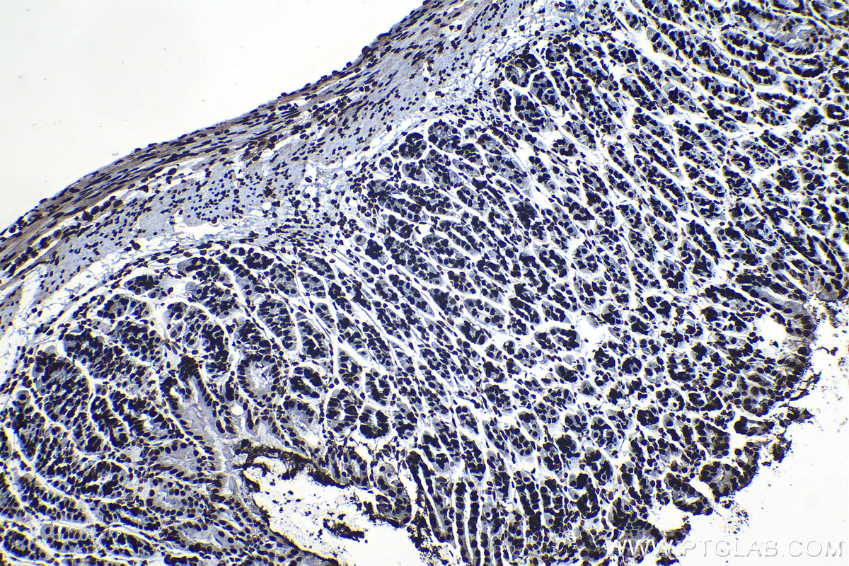 Immunohistochemical analysis of paraffin-embedded mouse stomach tissue slide using KHC1325 (MCM6 IHC Kit).