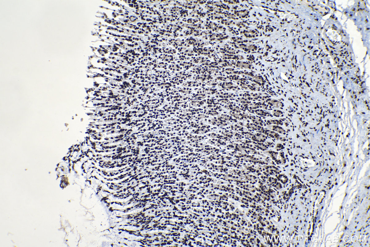 Immunohistochemical analysis of paraffin-embedded rat stomach tissue slide using KHC1325 (MCM6 IHC Kit).