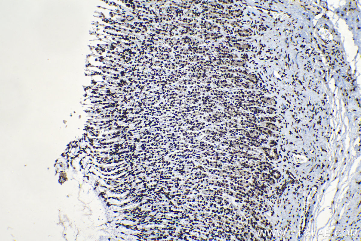 Immunohistochemical analysis of paraffin-embedded rat stomach tissue slide using KHC1325 (MCM6 IHC Kit).