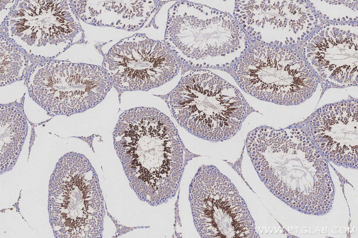 Immunohistochemical analysis of paraffin-embedded rat testis tissue slide using KHC3125 (MEA1 IHC Kit).
