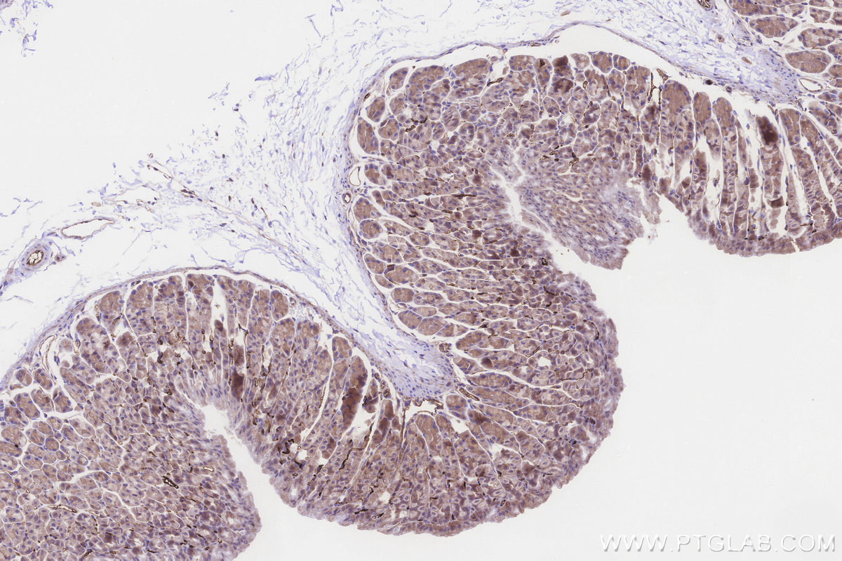 Immunohistochemical analysis of paraffin-embedded mouse stomach tissue slide using KHC3248 (MGAT2 IHC Kit).