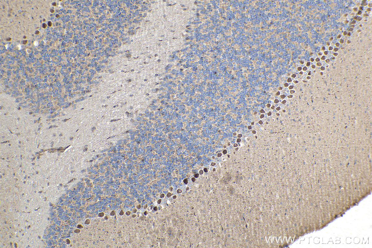 Immunohistochemical analysis of paraffin-embedded mouse cerebellum tissue slide using KHC1484 (MICAL2 IHC Kit).