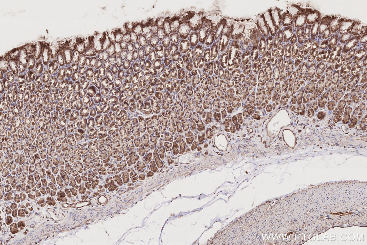 Immunohistochemical analysis of paraffin-embedded rat stomach tissue slide using KHC2734 (MITD1 IHC Kit).