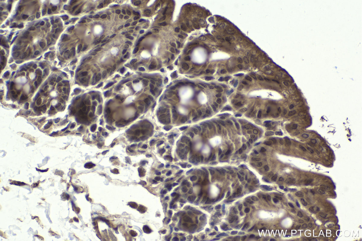 Immunohistochemical analysis of paraffin-embedded mouse intestine tissue slide using KHC1940 (MLXIP IHC Kit).