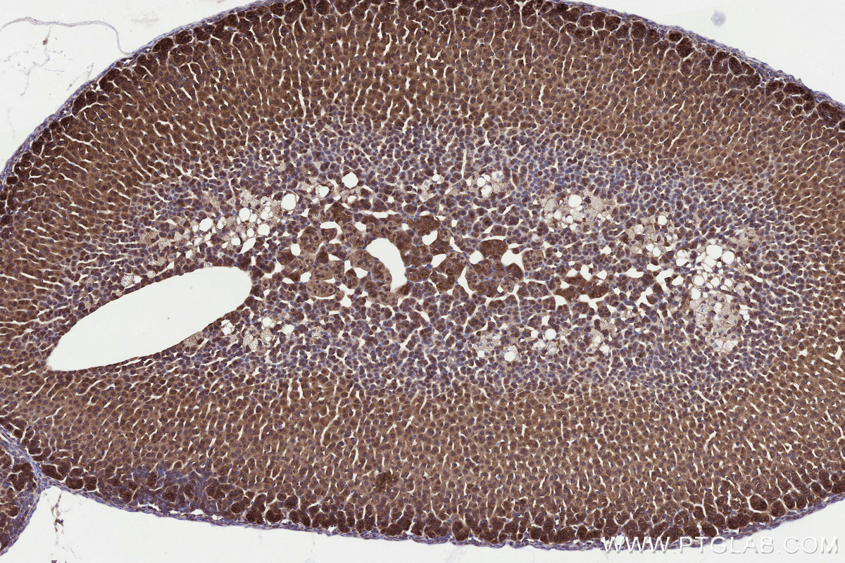 Immunohistochemical analysis of paraffin-embedded mouse adrenal gland tissue slide using KHC3289 (MMGT1 IHC Kit).