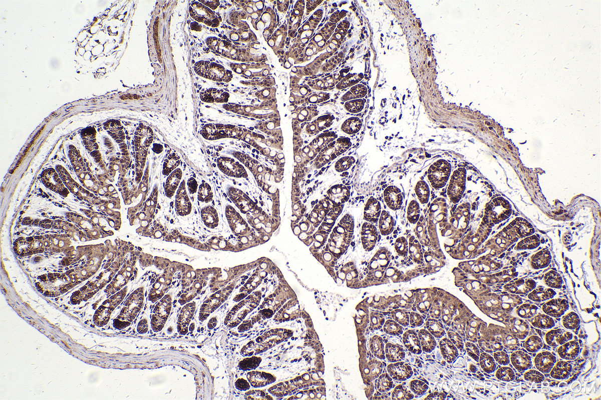 Immunohistochemical analysis of paraffin-embedded mouse colon tissue slide using KHC2499 (MMS2 IHC Kit).