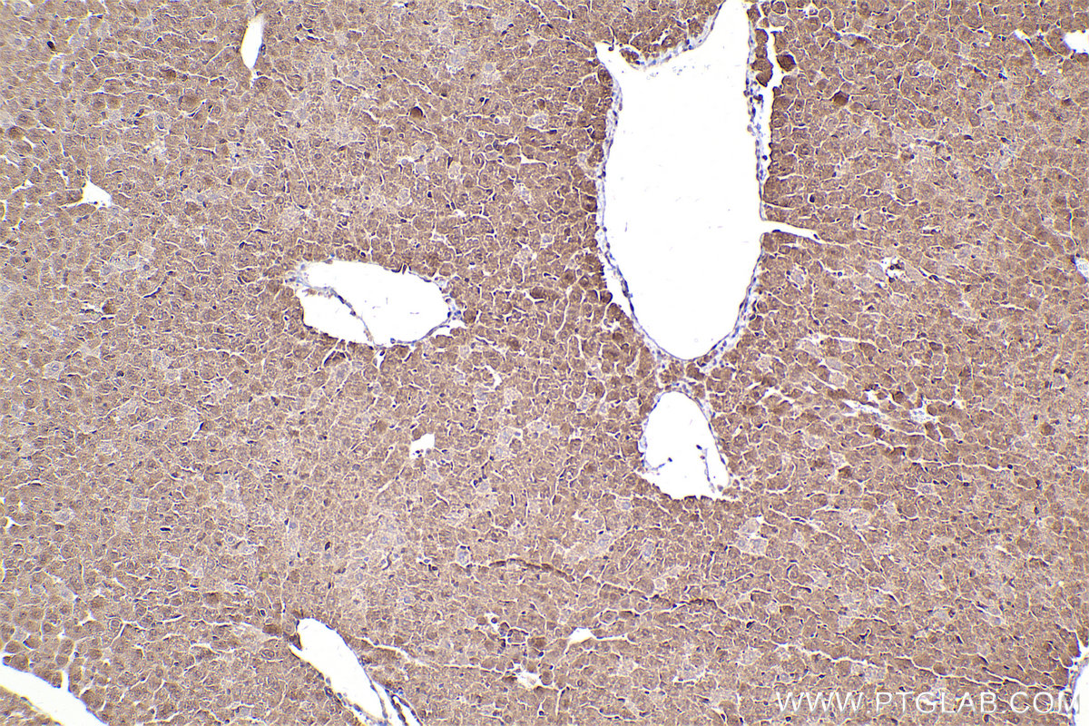 Immunohistochemical analysis of paraffin-embedded mouse liver tissue slide using KHC2499 (MMS2 IHC Kit).