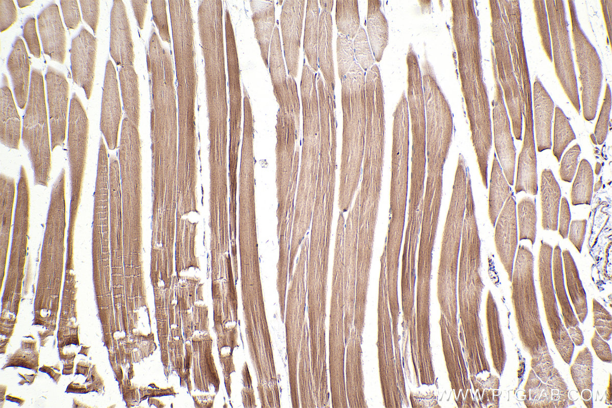 Immunohistochemical analysis of paraffin-embedded mouse skeletal muscle tissue slide using KHC2499 (MMS2 IHC Kit).