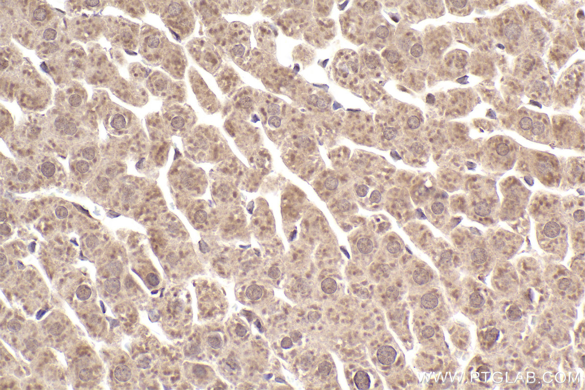 Immunohistochemical analysis of paraffin-embedded rat liver tissue slide using KHC2499 (MMS2 IHC Kit).