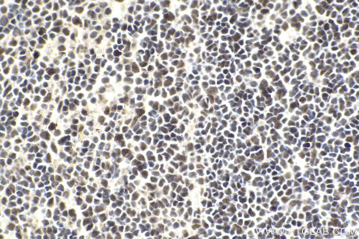 Immunohistochemical analysis of paraffin-embedded mouse spleen tissue slide using KHC1892 (MNT IHC Kit).