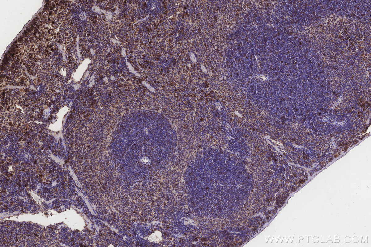 Immunohistochemical analysis of paraffin-embedded mouse spleen tissue slide using KHC3249 (MRPL28 IHC Kit).