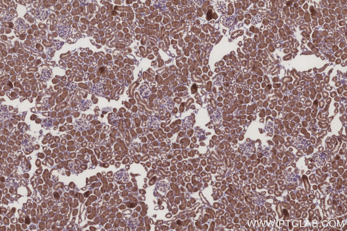 Immunohistochemical analysis of paraffin-embedded mouse kidney tissue slide using KHC3249 (MRPL28 IHC Kit).