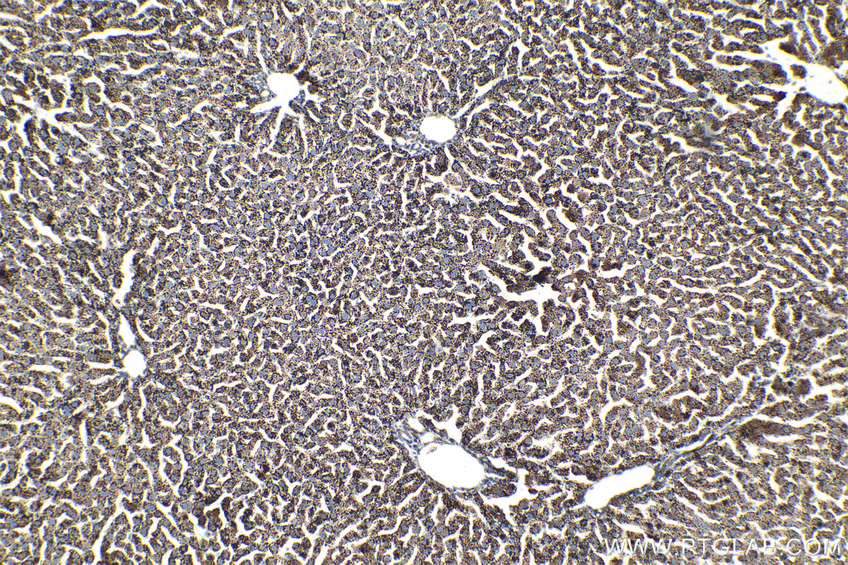 Immunohistochemical analysis of paraffin-embedded rat liver tissue slide using KHC1408 (MRPL42 IHC Kit).