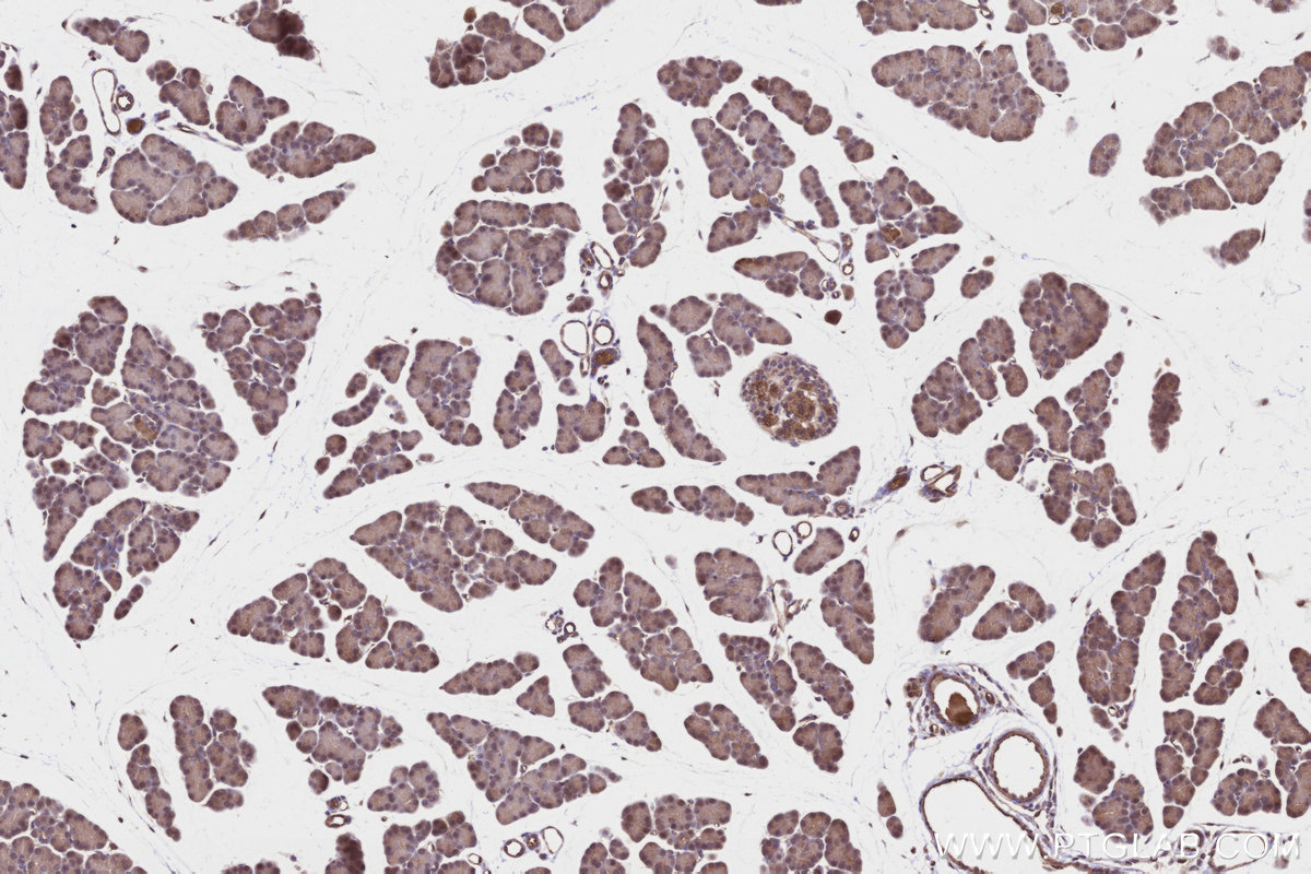 Immunohistochemical analysis of paraffin-embedded rat pancreas tissue slide using KHC3239 (MRPS22 IHC Kit).