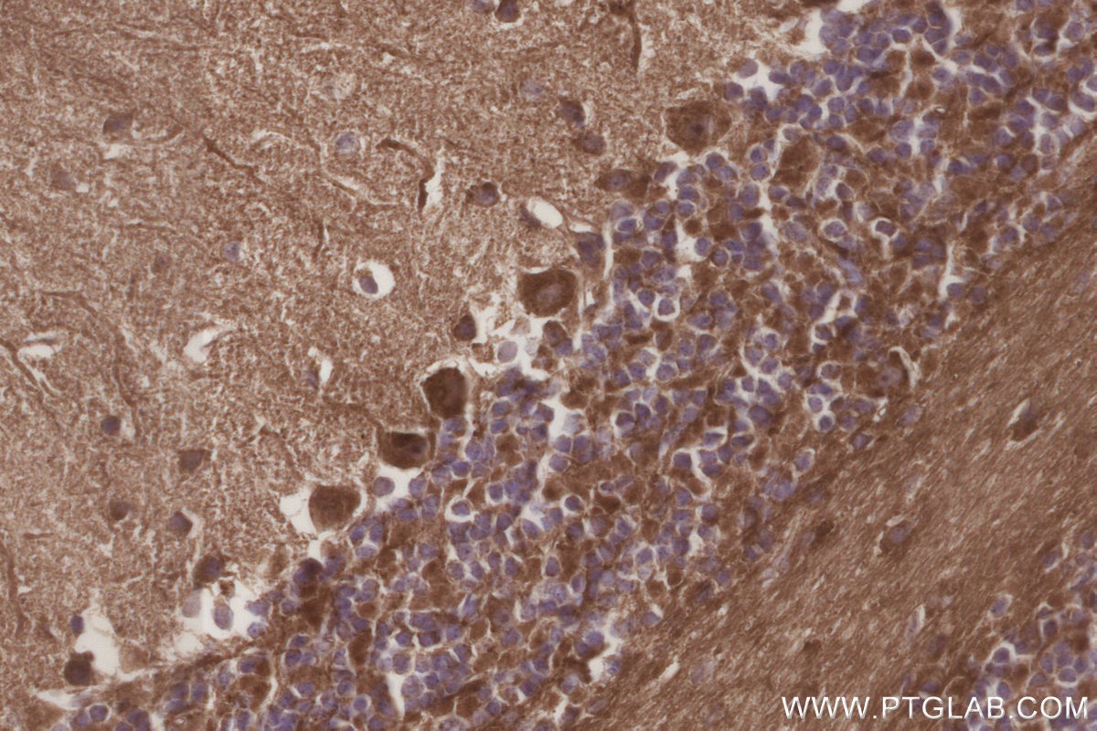 Immunohistochemical analysis of paraffin-embedded mouse cerebellum tissue slide using KHC3240 (MRPS35 IHC Kit).