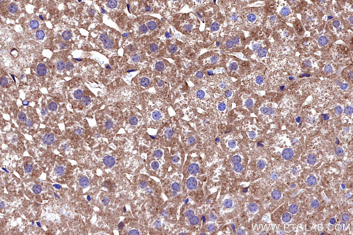 Immunohistochemical analysis of paraffin-embedded mouse liver tissue slide using KHC3241 (MRPS6 IHC Kit).