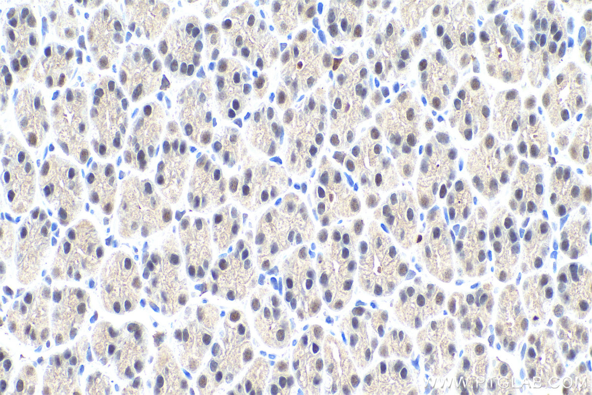 Immunohistochemical analysis of paraffin-embedded rat stomach tissue slide using KHC0733 (MSH6 IHC Kit).