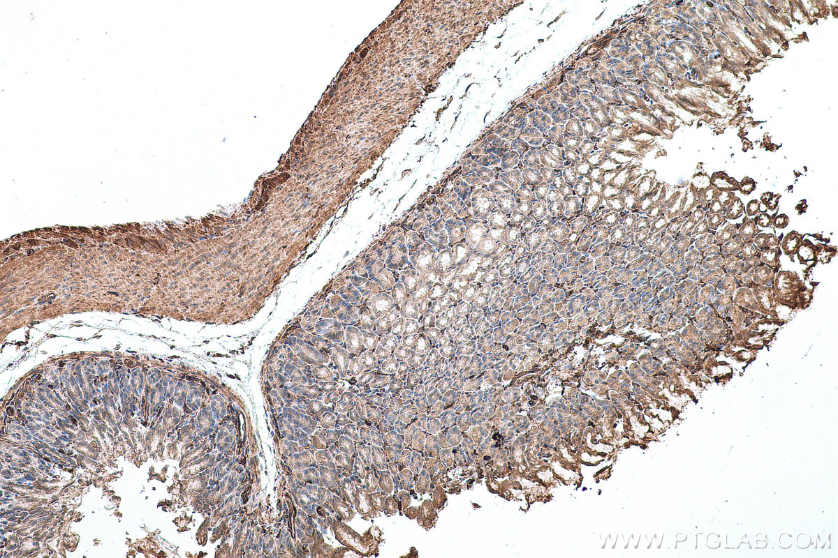 Immunohistochemical analysis of paraffin-embedded mouse stomach tissue slide using KHC0664 (MSN IHC Kit).