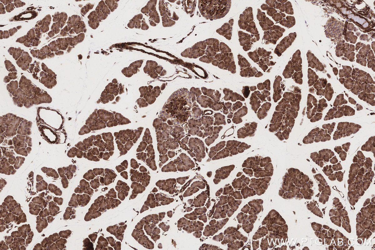 Immunohistochemical analysis of paraffin-embedded rat pancreas tissue slide using KHC3160 (MTCO3 IHC Kit). Immunohistochemical analysis of paraffin-embedded rat pancreas tissue slide using KHC3160 (MTCO3 IHC Kit).