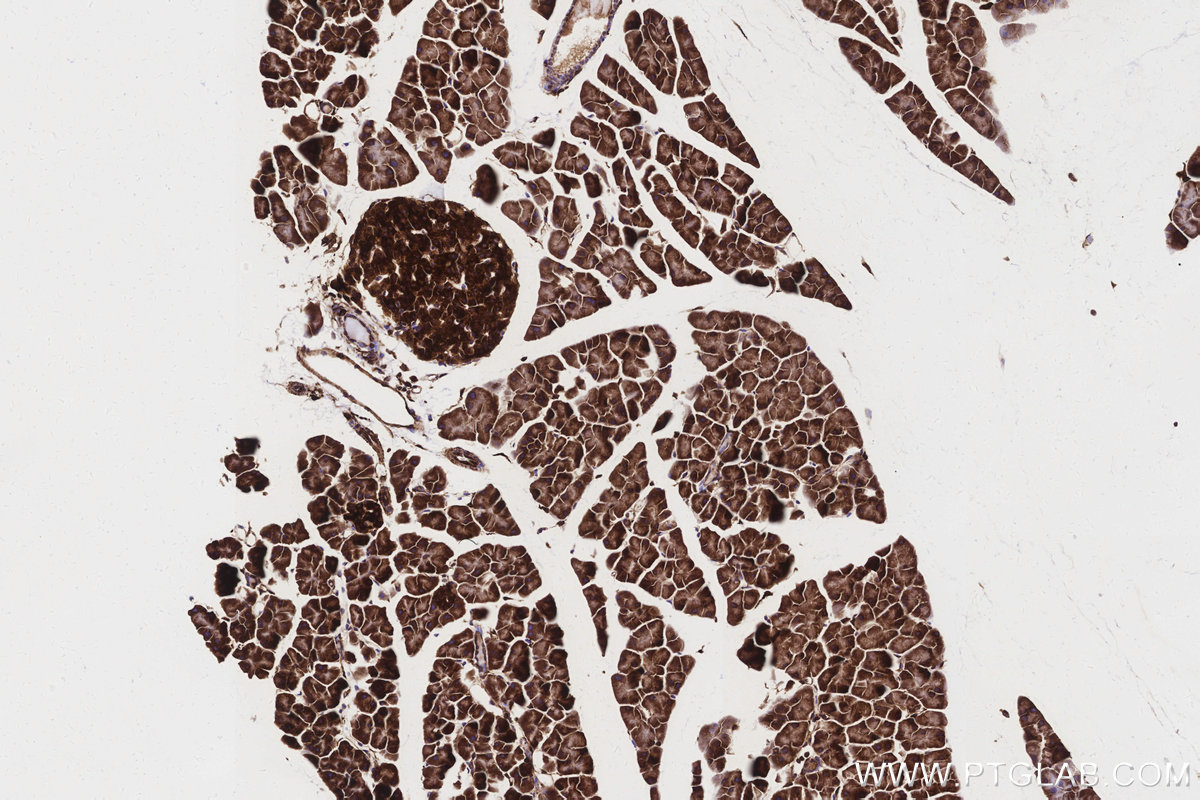 Immunohistochemical analysis of paraffin-embedded mouse pancreas tissue slide using KHC3160 (MTCO3 IHC Kit). Immunohistochemical analysis of paraffin-embedded mouse pancreas tissue slide using KHC3160 (MTCO3 IHC Kit).