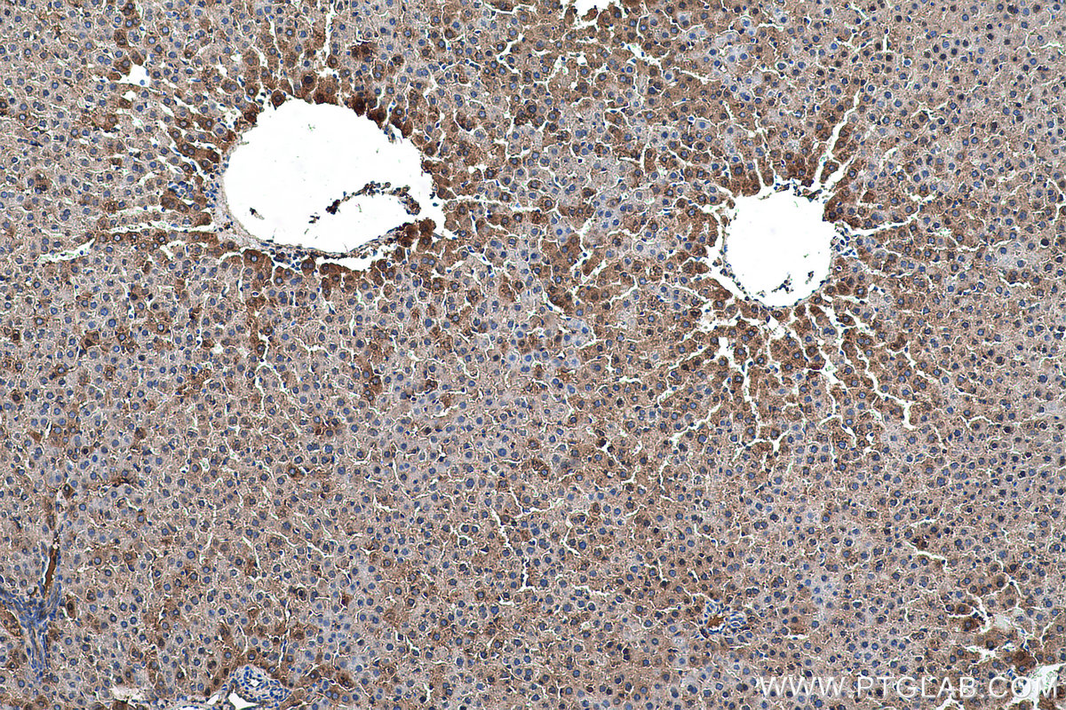 Immunohistochemical analysis of paraffin-embedded rat liver tissue slide using KHC0578 (MTHFD1 IHC Kit).