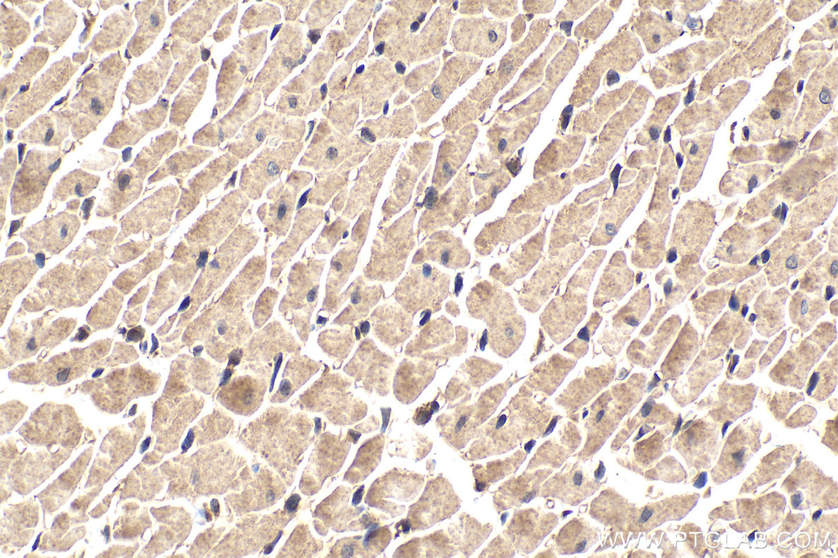 Immunohistochemical analysis of paraffin-embedded rat heart tissue slide using KHC1635 (MTPN IHC Kit).