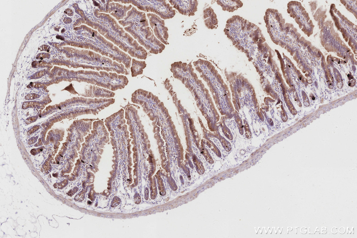 Immunohistochemical analysis of paraffin-embedded mouse small intestine tissue slide using KHC2912 (MUC13 IHC Kit).