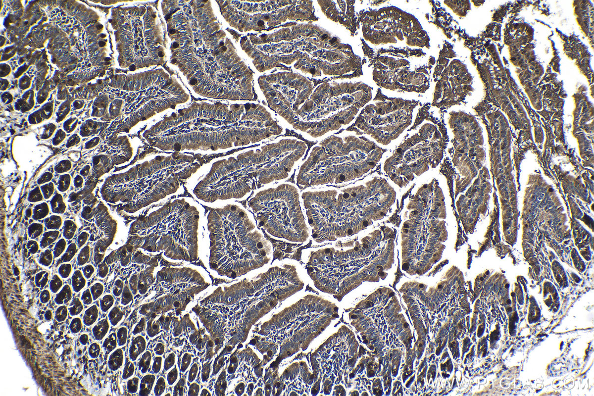 Immunohistochemical analysis of paraffin-embedded mouse small intestine tissue slide using KHC1327 (MUC2 IHC Kit).