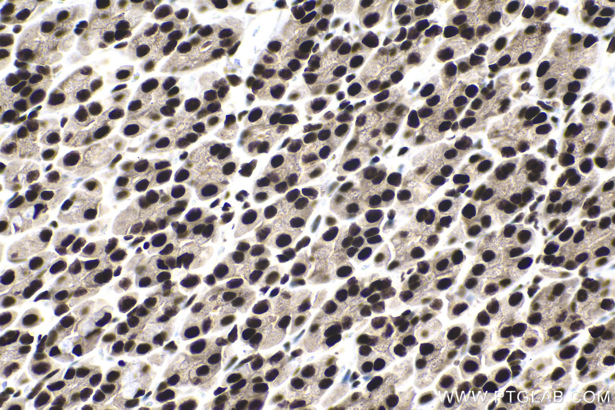 Immunohistochemical analysis of paraffin-embedded rat stomach tissue slide using KHC1385 (MYEF2 IHC Kit).