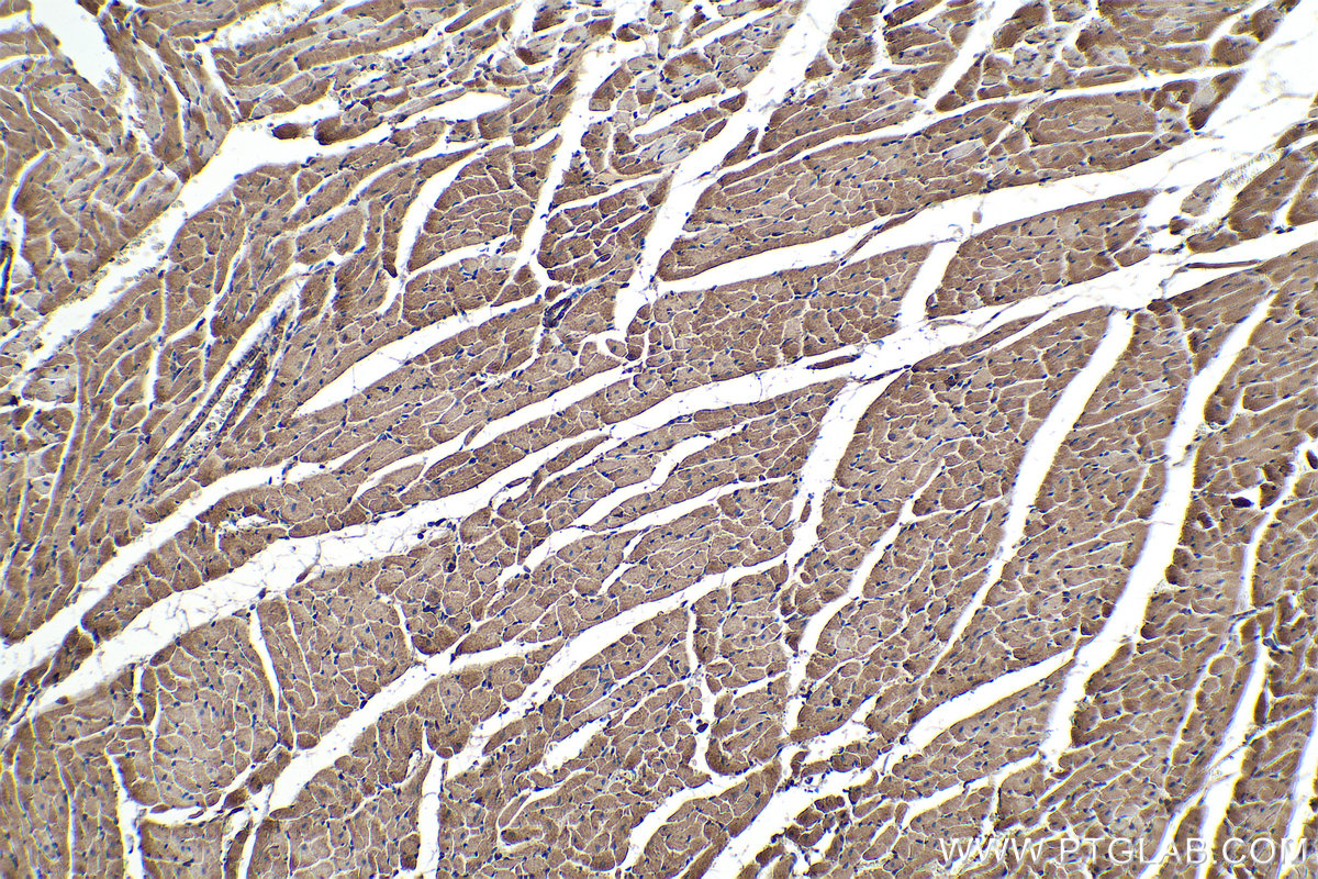Immunohistochemical analysis of paraffin-embedded rat heart tissue slide using KHC0348 (MYL12A IHC Kit).