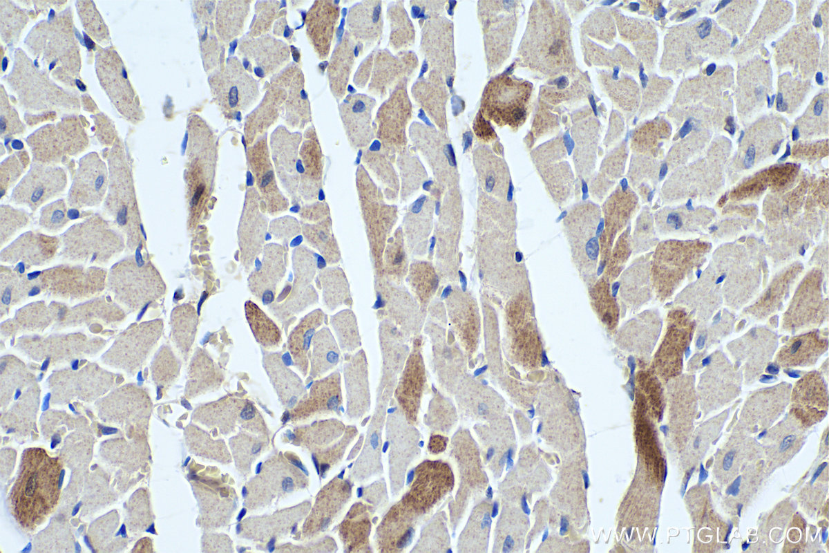 Immunohistochemical analysis of paraffin-embedded rat heart tissue slide using KHC0344 (MYL7 IHC Kit).