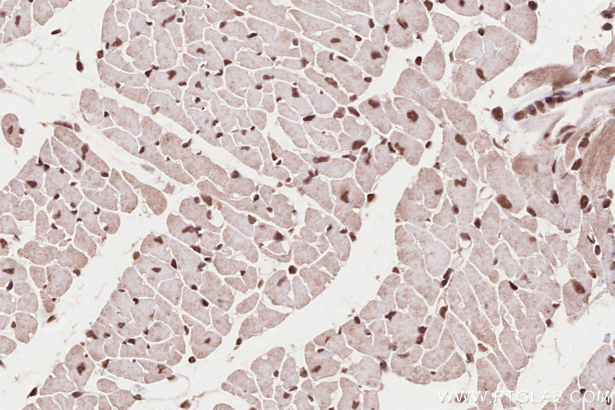 Immunohistochemical analysis of paraffin-embedded mouse heart tissue slide using KHC2632 (MYPN IHC Kit).