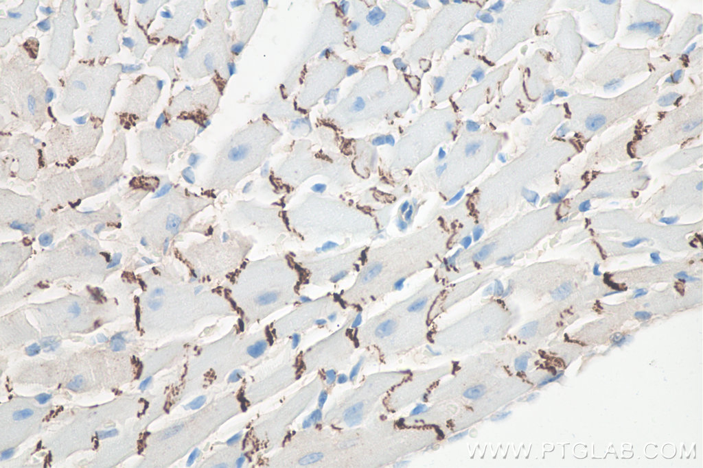 Immunohistochemical analysis of paraffin-embedded mouse heart tissue slide using KHC0011 (N-cadherin IHC Kit).