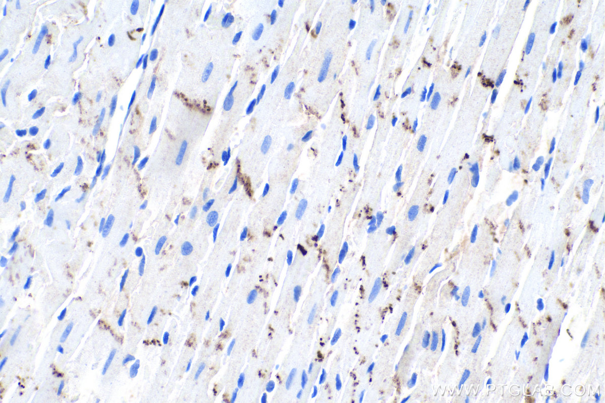 Immunohistochemical analysis of paraffin-embedded rat heart tissue slide using KHC0011 (N-cadherin IHC Kit).