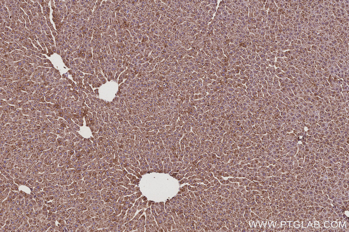 Immunohistochemical analysis of paraffin-embedded rat liver tissue slide using KHC3098 (NACA IHC Kit).