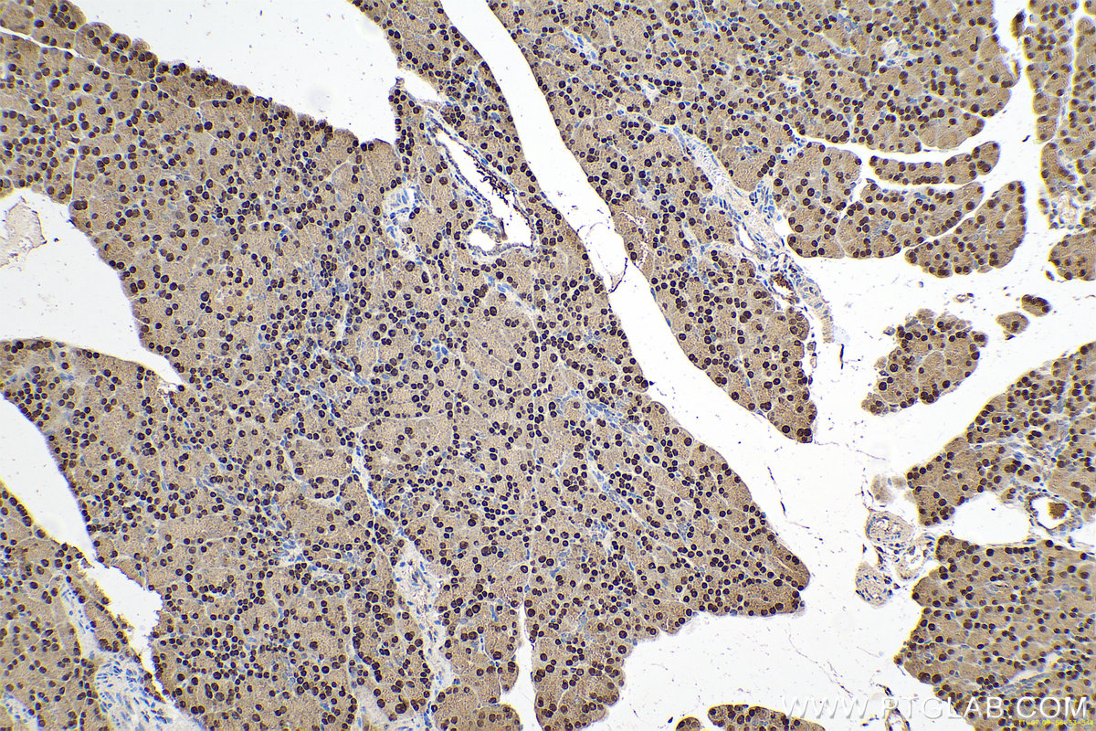 Immunohistochemical analysis of paraffin-embedded rat pancreas tissue slide using KHC0681 (NANS IHC Kit).