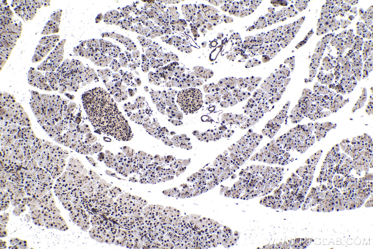 Immunohistochemical analysis of paraffin-embedded mouse pancreas tissue slide using KHC1687 (NCBP1 IHC Kit).