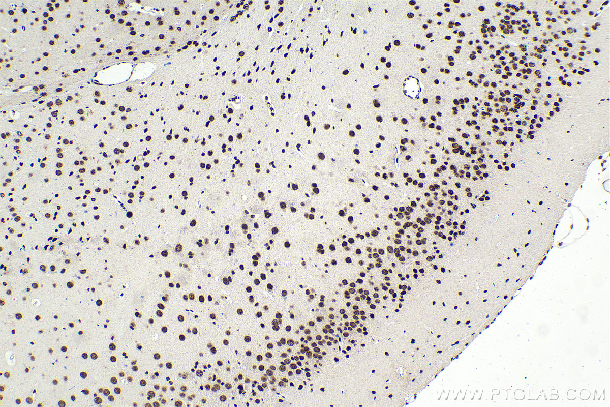 Immunohistochemical analysis of paraffin-embedded mouse brain tissue slide using KHC1621 (NCBP2 IHC Kit).