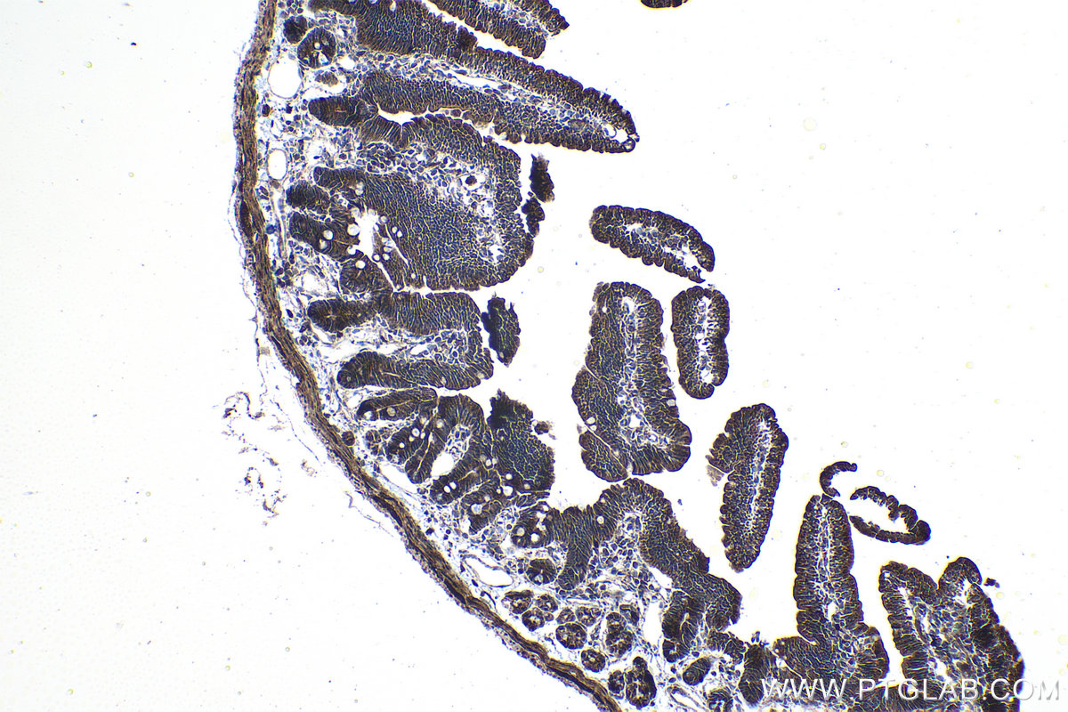 Immunohistochemical analysis of paraffin-embedded mouse small intestine tissue slide using KHC1140 (NCKAP1L IHC Kit).