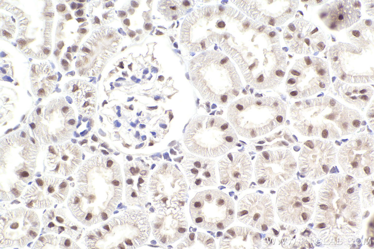 Immunohistochemical analysis of paraffin-embedded rat kidney tissue slide using KHC2492 (NCOA2 IHC Kit).