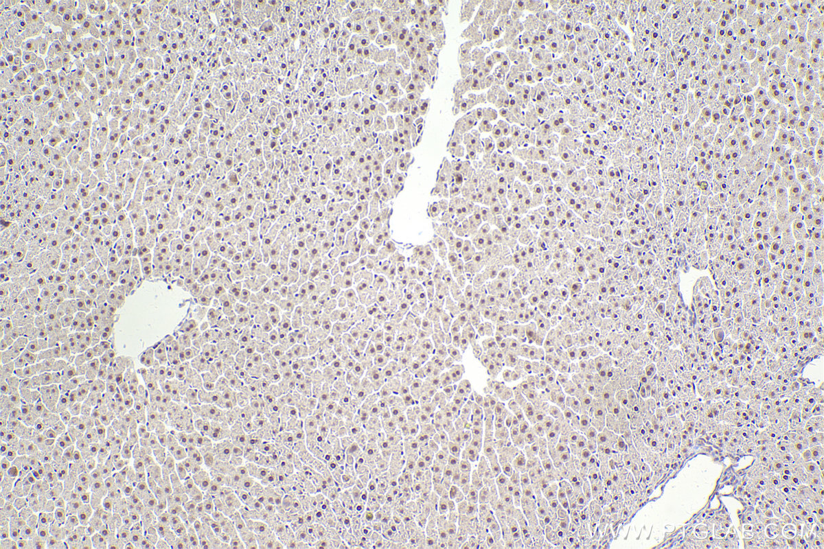 Immunohistochemical analysis of paraffin-embedded rat liver tissue slide using KHC2492 (NCOA2 IHC Kit).