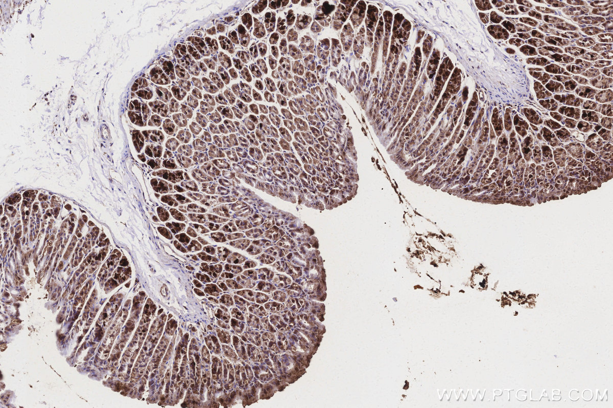 Immunohistochemical analysis of paraffin-embedded mouse stomach tissue slide using KHC3162 (ND1 IHC Kit).