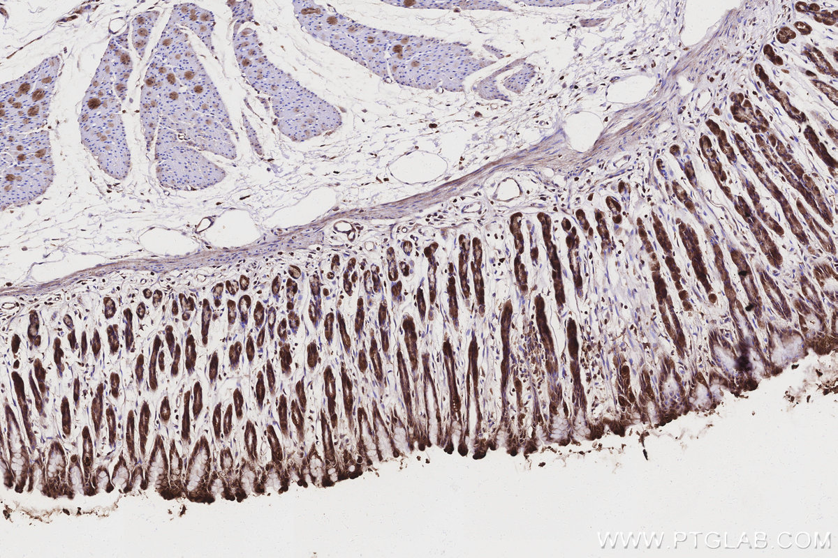 Immunohistochemical analysis of paraffin-embedded rat stomach tissue slide using KHC3162 (ND1 IHC Kit).
