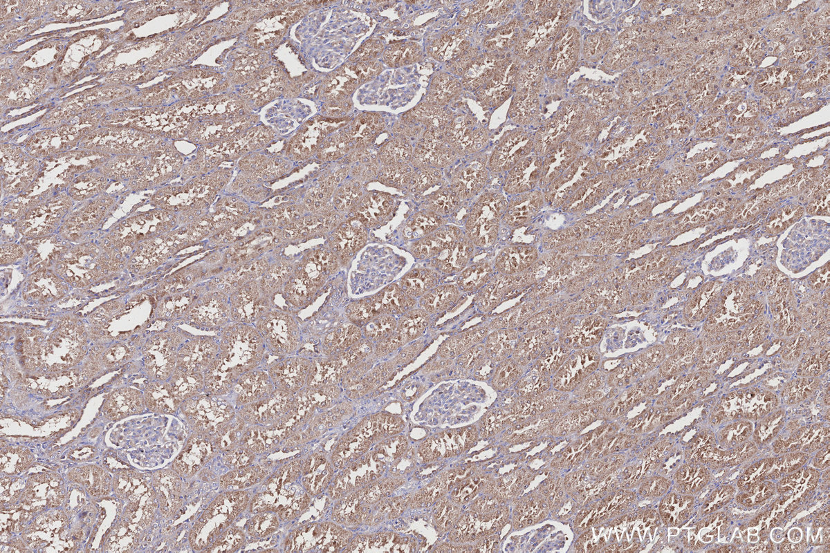 Immunohistochemical analysis of paraffin-embedded human kidney tissue slide using KHC3163 (ND2 IHC Kit).