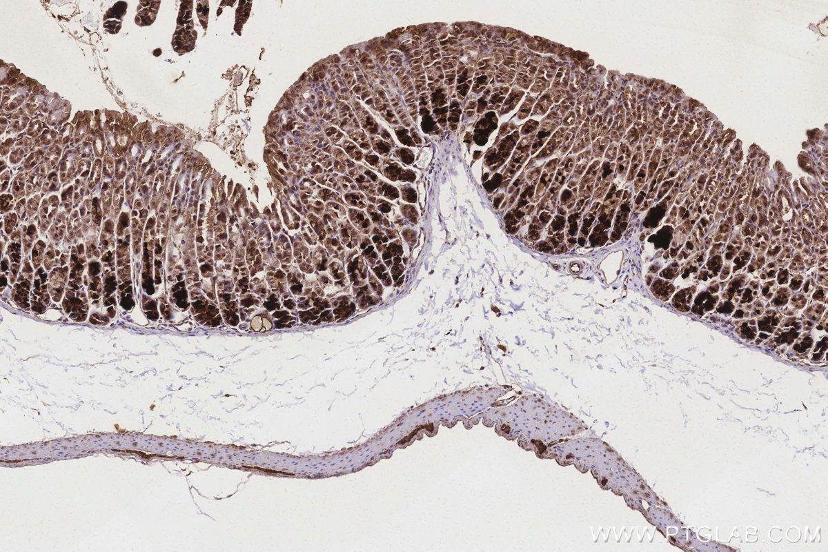 Immunohistochemical analysis of paraffin-embedded mouse stomach tissue slide using KHC3164 (ND4 IHC Kit).