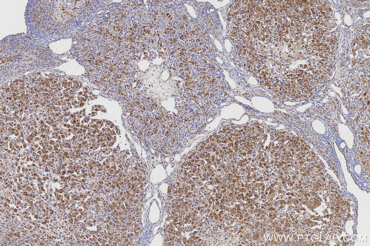 Immunohistochemical analysis of paraffin-embedded rat ovary tissue slide using KHC3164 (ND4 IHC Kit).
