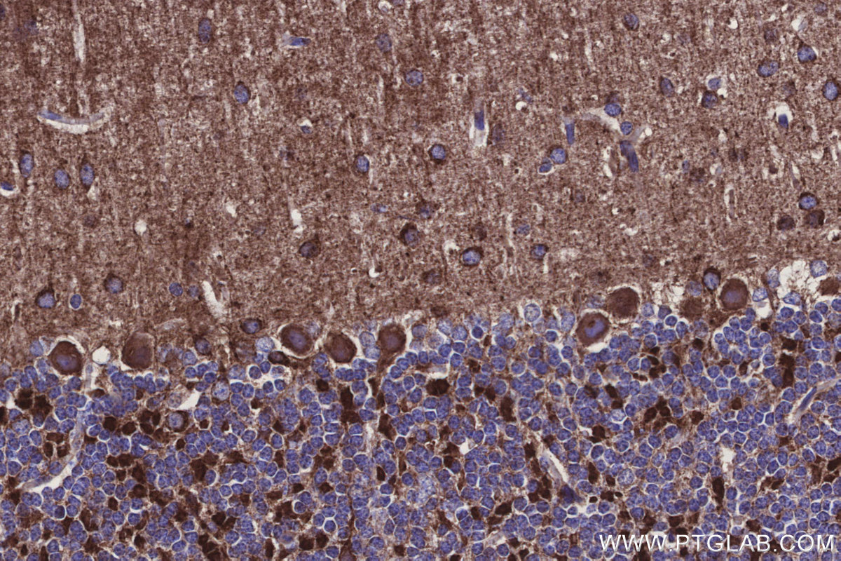 Immunohistochemical analysis of paraffin-embedded mouse cerebellum tissue slide using KHC3137 (NDUFA1 IHC Kit).