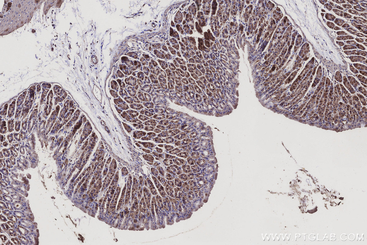 Immunohistochemical analysis of paraffin-embedded mouse stomach tissue slide using KHC3137 (NDUFA1 IHC Kit).