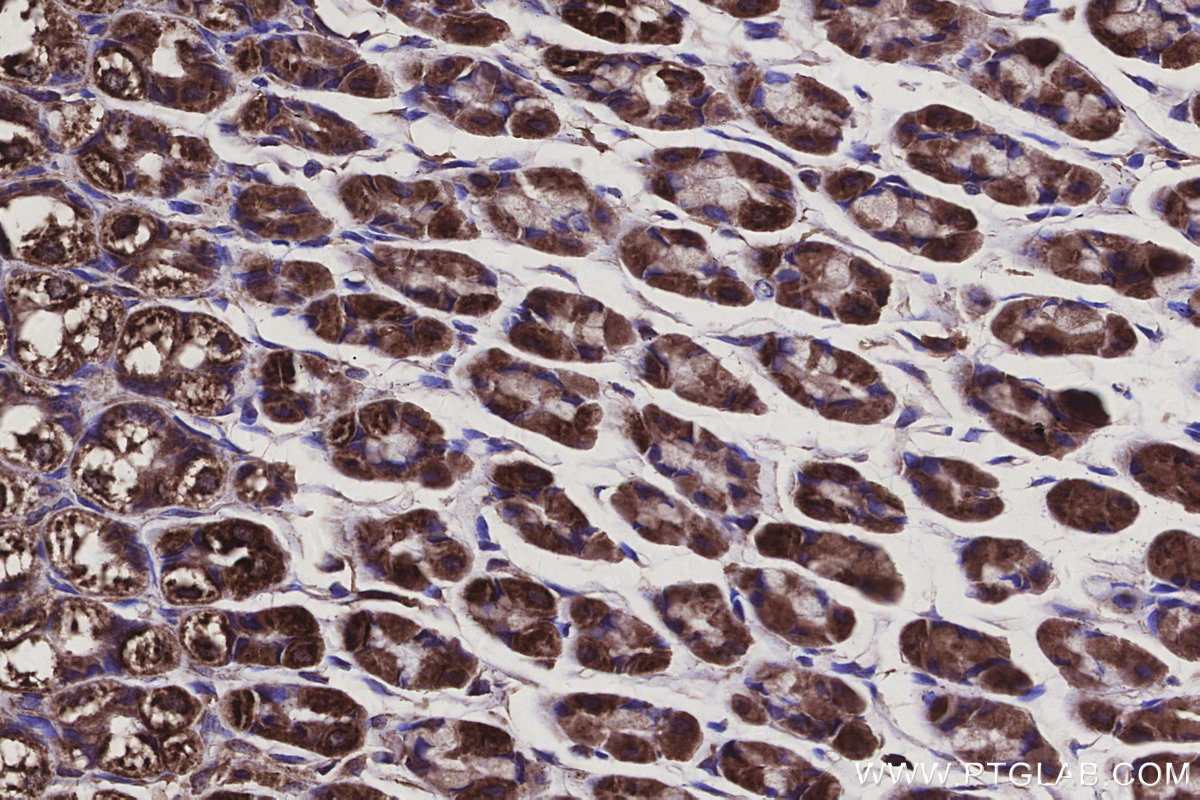 Immunohistochemical analysis of paraffin-embedded rat stomach tissue slide using KHC3137 (NDUFA1 IHC Kit).